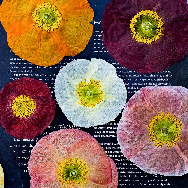Art And Craft Nature - 1 unidad, Flores Secas Prensadas de