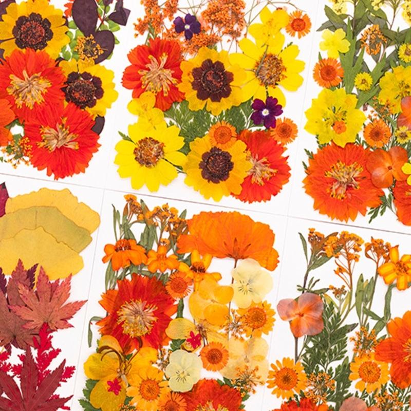Art And Craft Nature - Flor prensada seca para moldes resina,