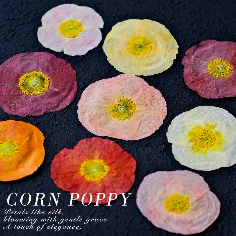 1 unidad, Flores Secas Prensad - Art And Craft Nature reseña y precio