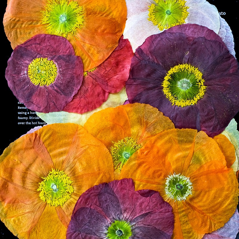 1 unidad, Flores Secas Prensad - Art And Craft Nature reseña y precio