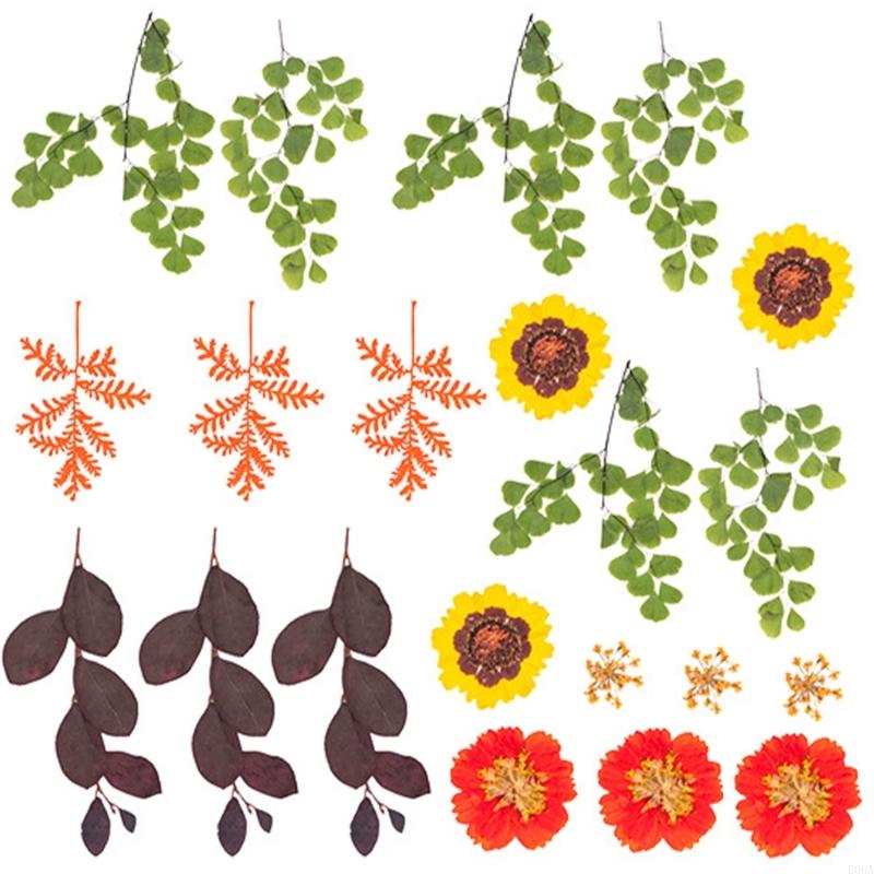 Flor prensada seca para moldes - Art And Craft Nature reseña y precio