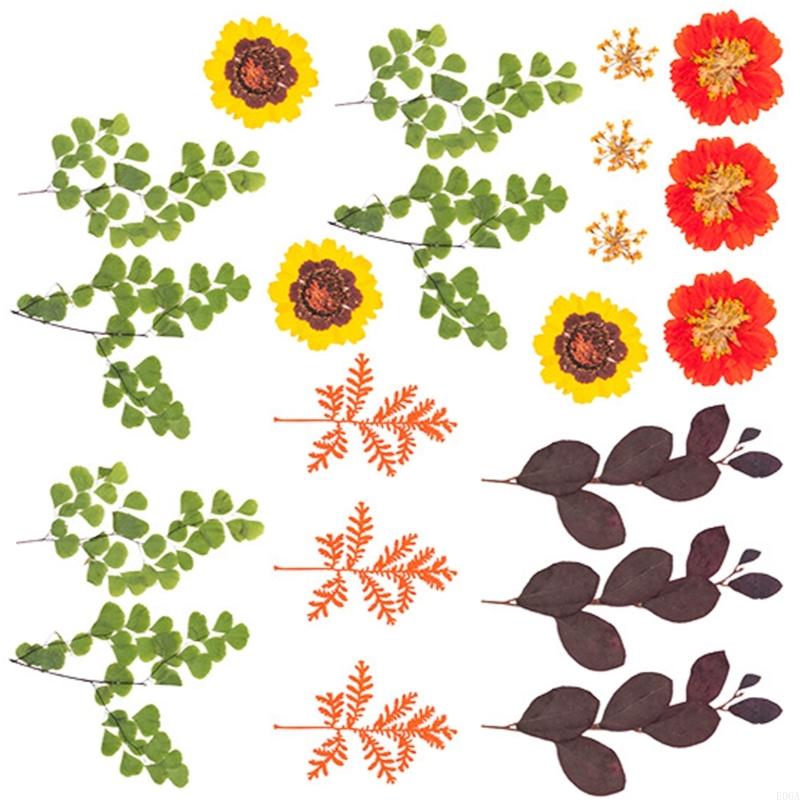 Flor prensada seca para moldes - Art And Craft Nature reseña y precio